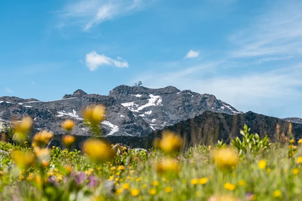 montagne en fond avec une prairie de fleurs jaunes