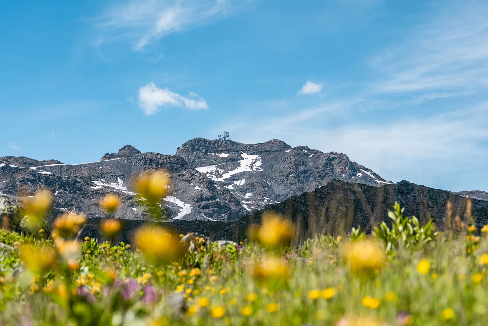 montagne en fond avec une prairie de fleurs jaunes